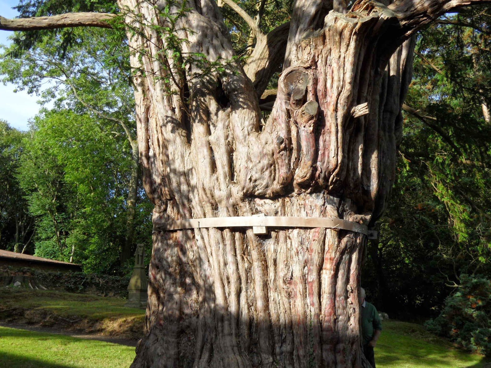 The Old Crone's Country Chronicles The Oldest Tree in Europe?