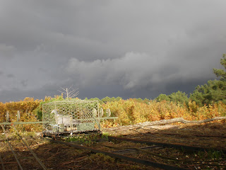 Schema pompe palombe