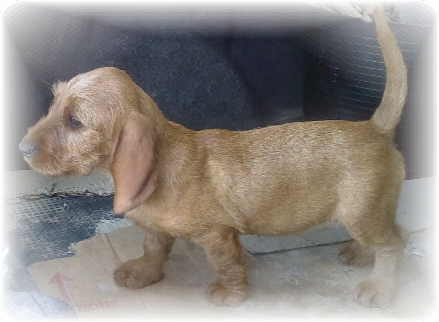 Basset leonado de Bretaña Las Dunas Galeria de Fotos de Basset Leonados