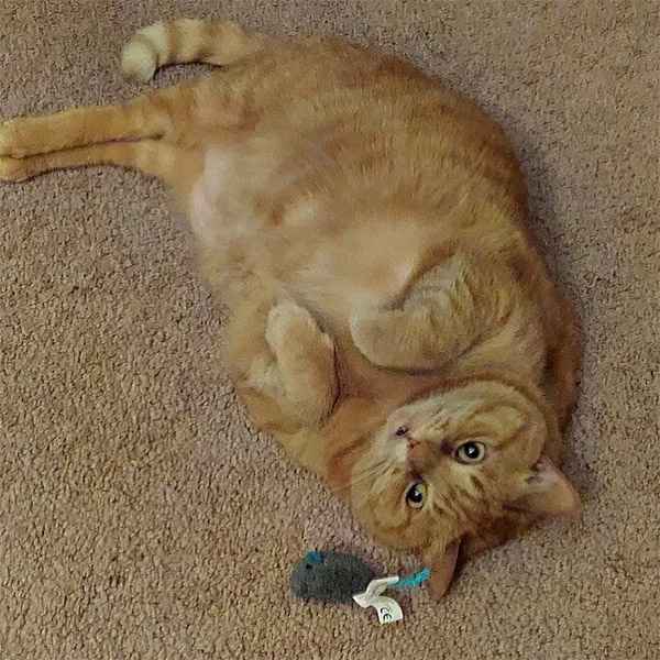 11 Year Old Cat Now Has a Place of Her Own After Nearly a Year Trying