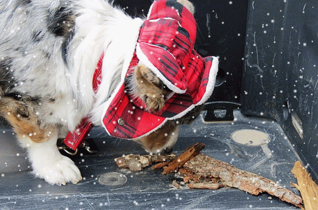 The Chronicles of Cardigan: 29 More Daffy Dog Photos from the Shoot