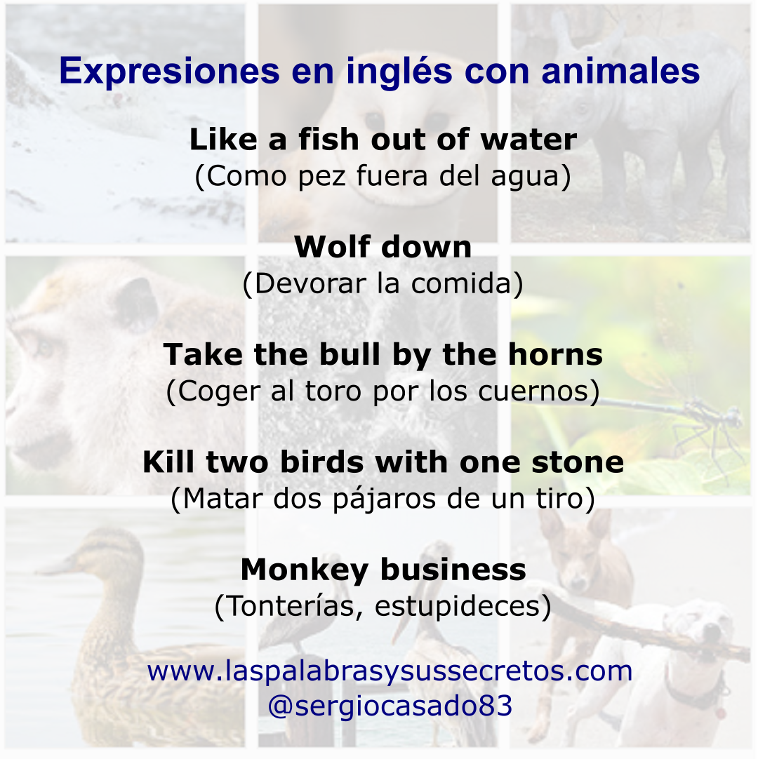 rand verkoper Vel Las palabras y sus secretos : Expresiones en inglés con animales