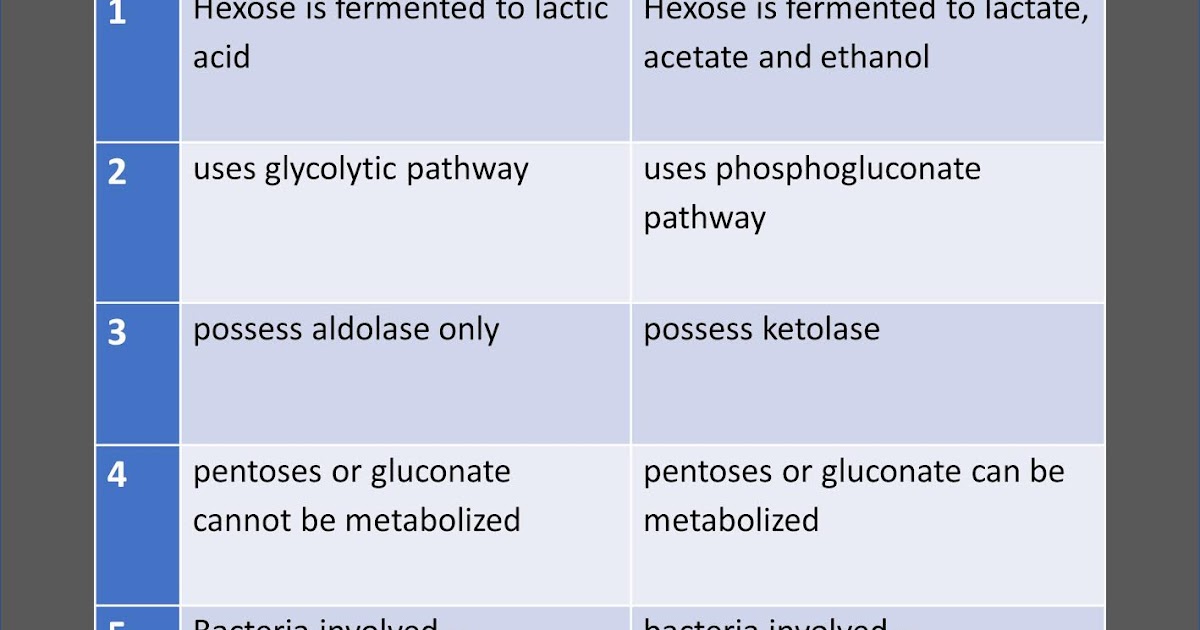 Differences between Homolactic Fermentation and Heterolactic Fermentation