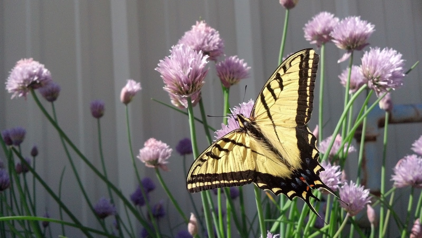 JeffCo Master Gardeners Host Plants for Butterflies by Joyce D'Agostino