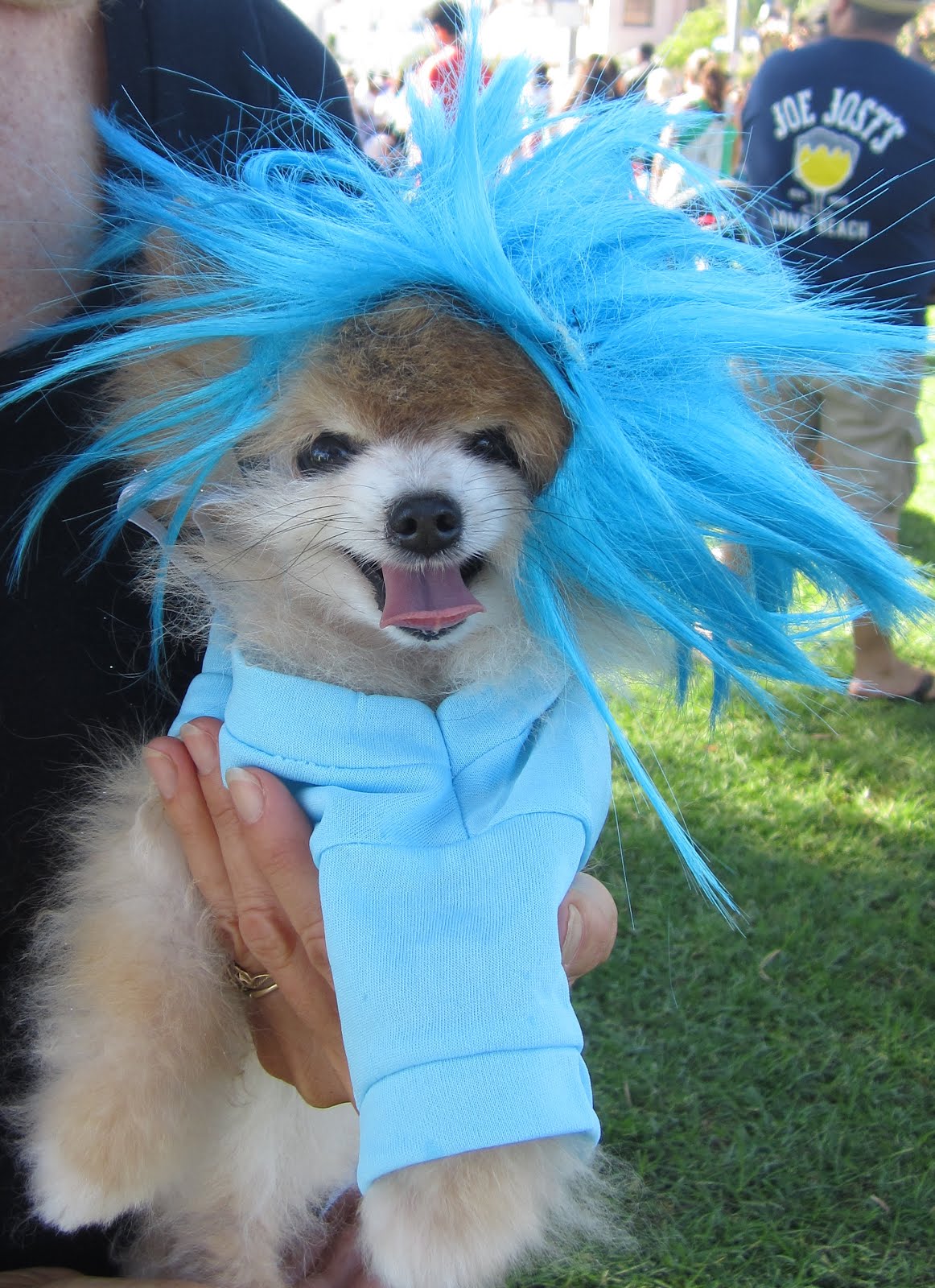 DOGGIE CELEBRITIES Jack Meets Lady Gaga, Liberace, Elvis, Bob Marley