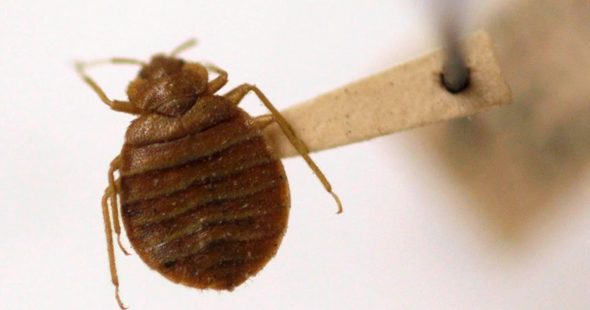 Green Bed Bug Heat Treatment.