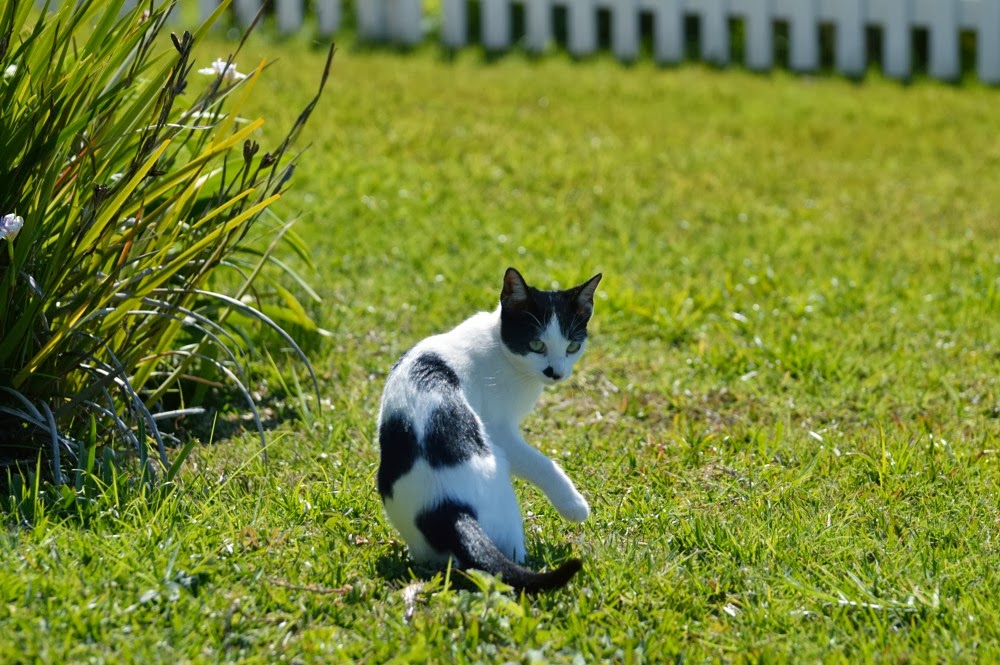 St Helena Island South Atlantic Adventure Piccolo Hill St Helena Island