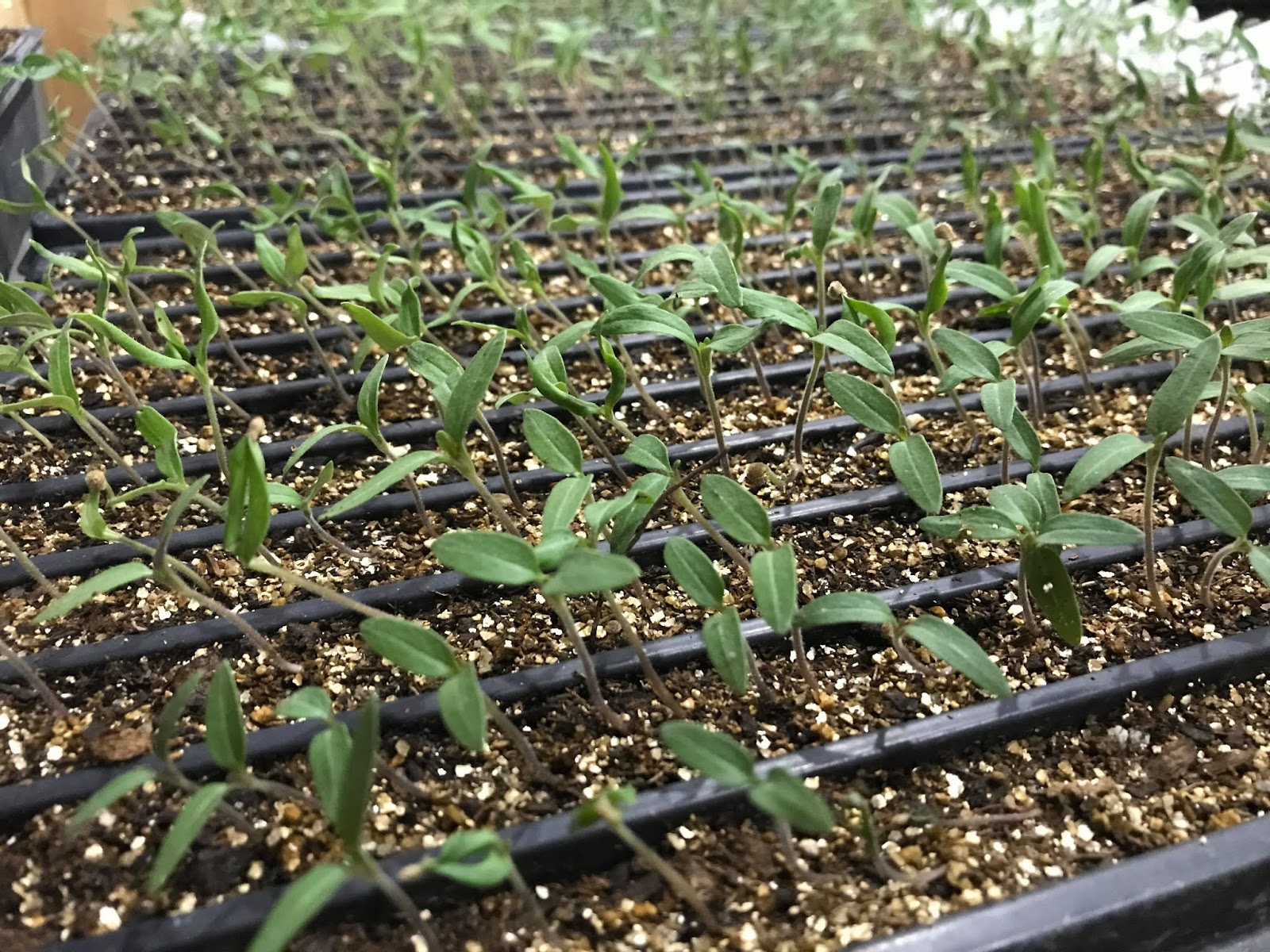 Alternative Roots Farm Sowing Seeds