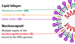 struktur virus covid
