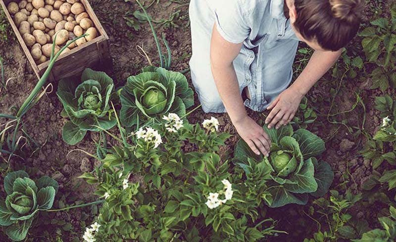 CROWDING YOUR PLANTINGS TOGETHER