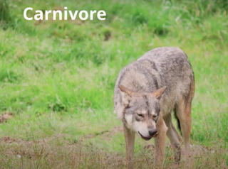 carnivore