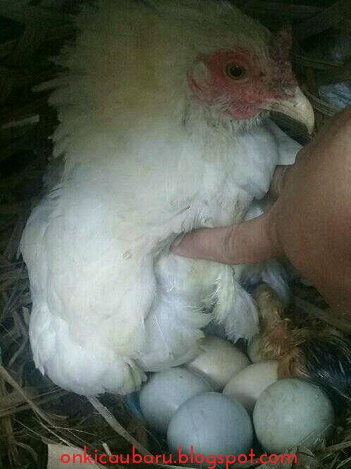 Bebek berasal dari telur yang menetas menjadi anak bebek apa makna dari kata menetas pada kalimat di