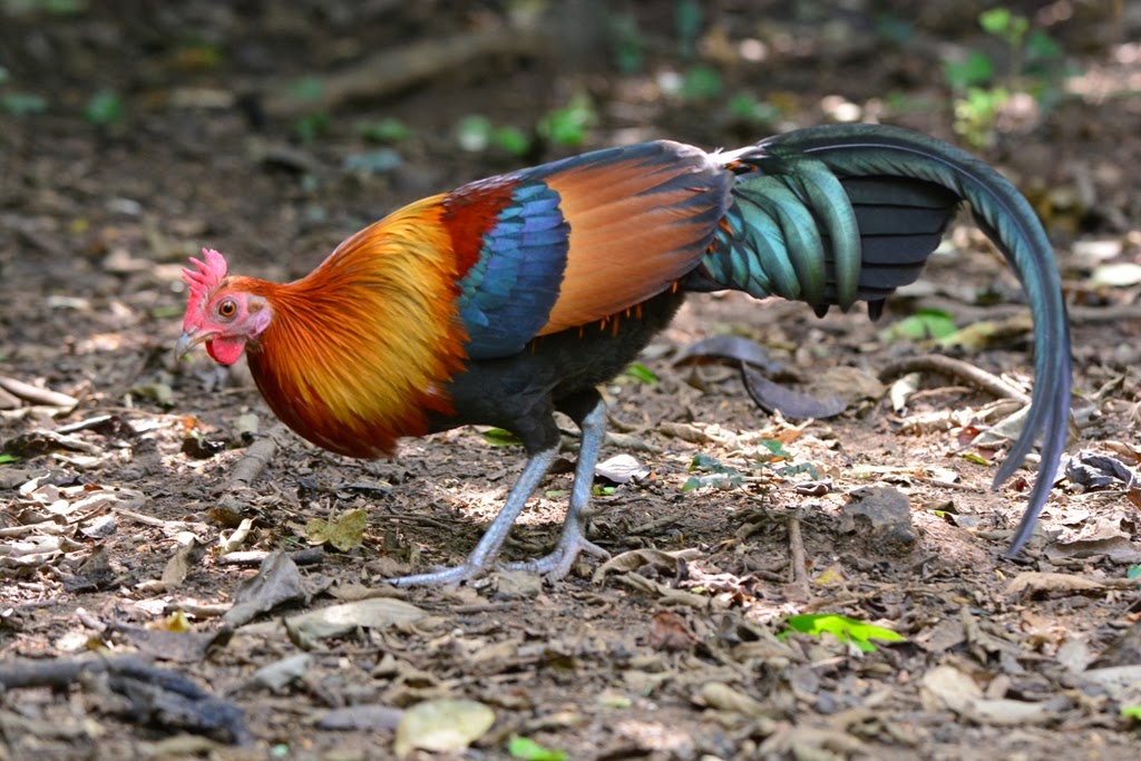 Bird Watching in Japan & Asia Birdwatching in Kaeng Krachan National Park (20 November, 2013) 4