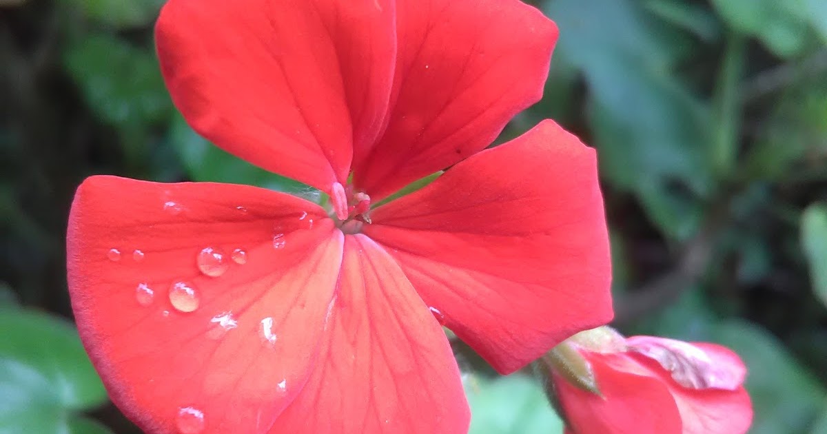 Javier Encarnacion.: Geranio. "Planta ornamental"