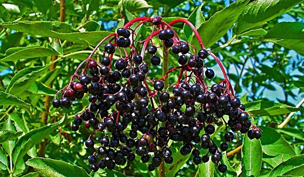 murver agaci nedir nerede yetisir ne ise yarar turleri ve ozellikleri hakkinda bilgi big bilgi