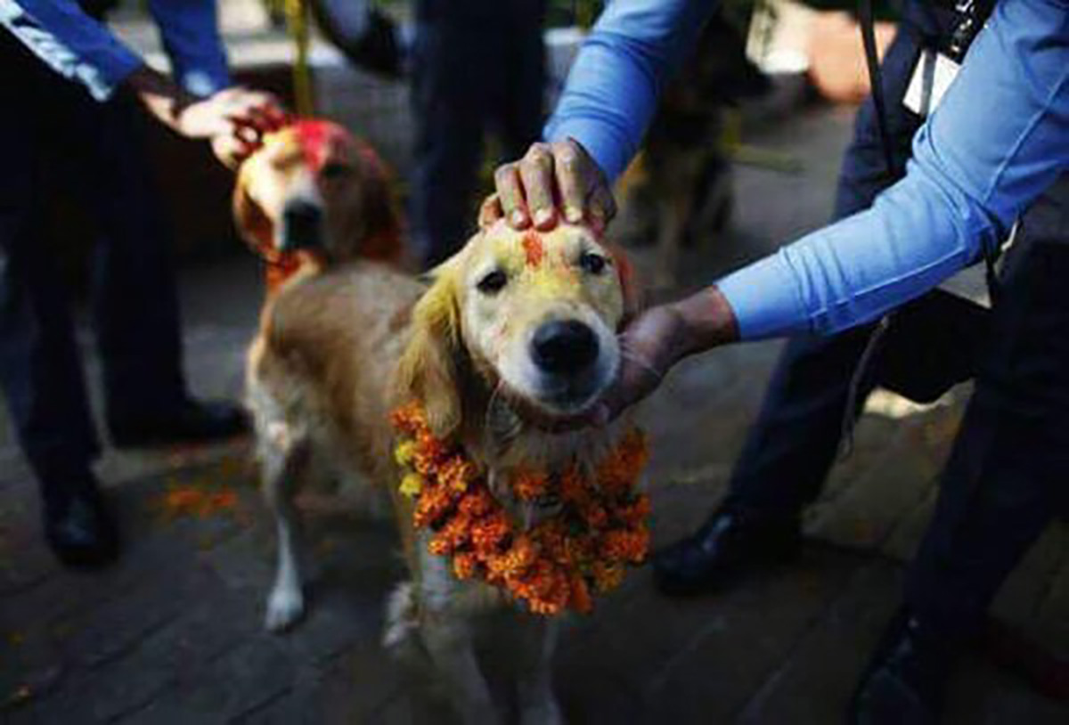 In Nepal, There Is A Festival Every Year To Thanks Dogs For Being Our Friends Dog, Nepal