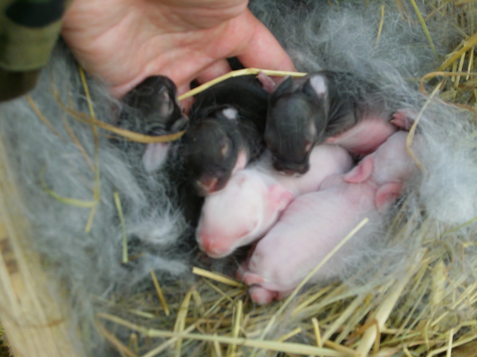 Skyview Acres: Preppers and rabbits