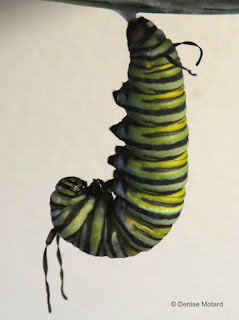 This Monarch caterpillar will soon turn into a chrysalis - © Denise Motard