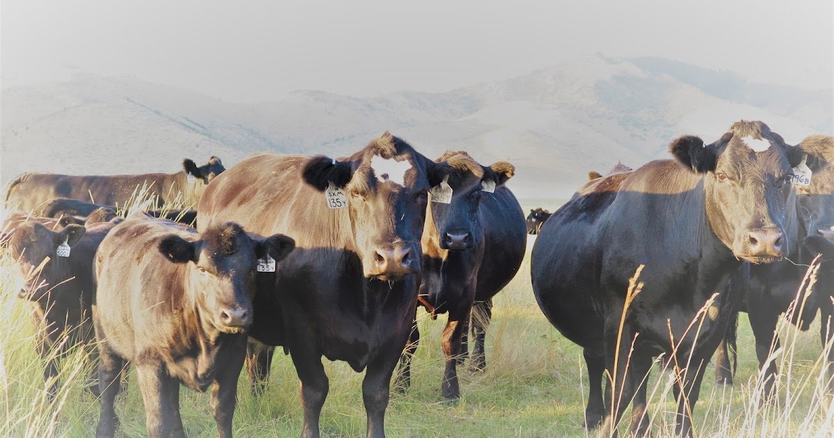 Vertical Edge Profitable Balanced Breeding, Superior IN FUNCTION