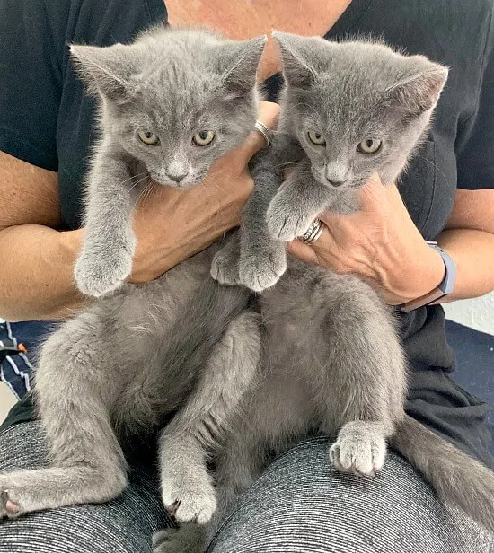 Twin Russian Blue kittens and a DIY project you can make