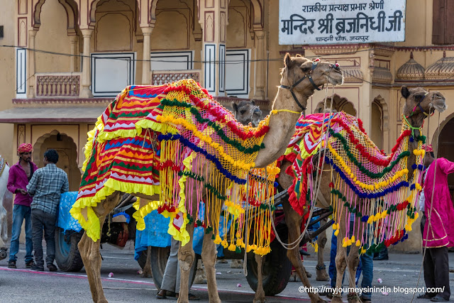 Beautifully dressed Camels Rajasthan