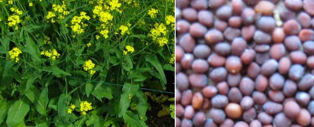 Easy Steps to Produce Your Own Vegetable Seeds ; A Information Guide for Beginner's