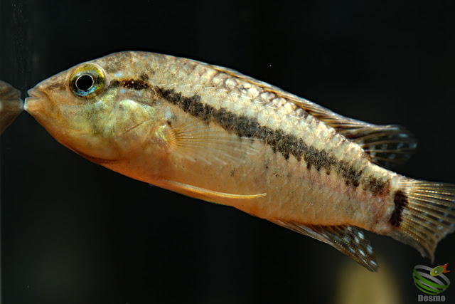 Apistogramma eleutheria