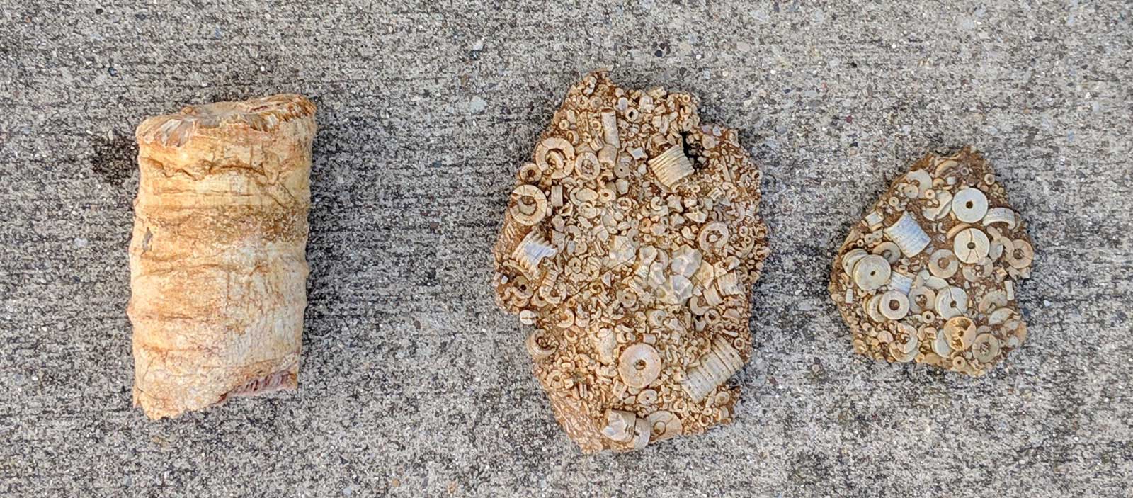 Louisville Fossils and Beyond Experiments in Fossil Cleaning with