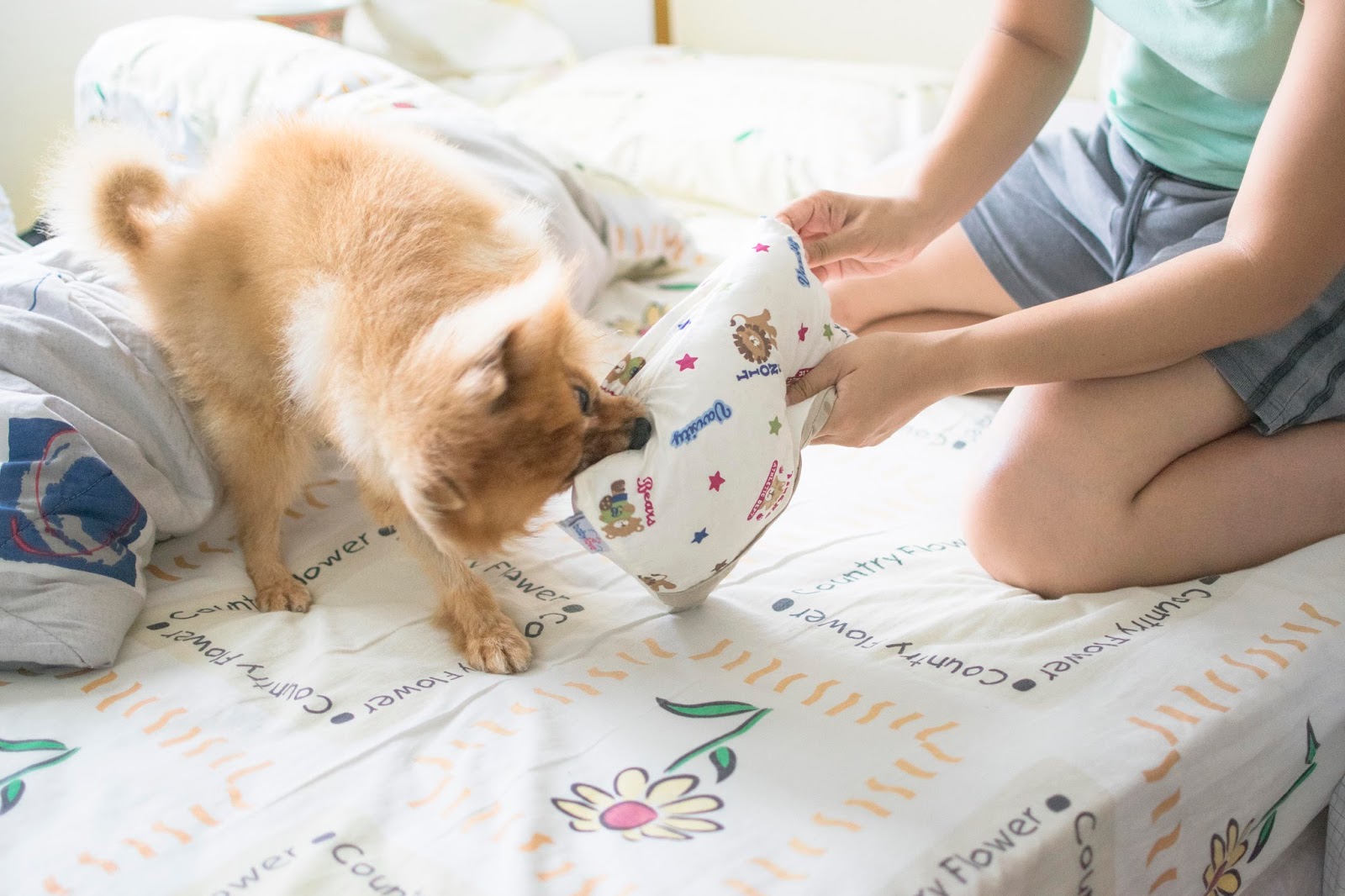 animal Photography: Bobby the Pomeration Play Time with Pillow & Bolster