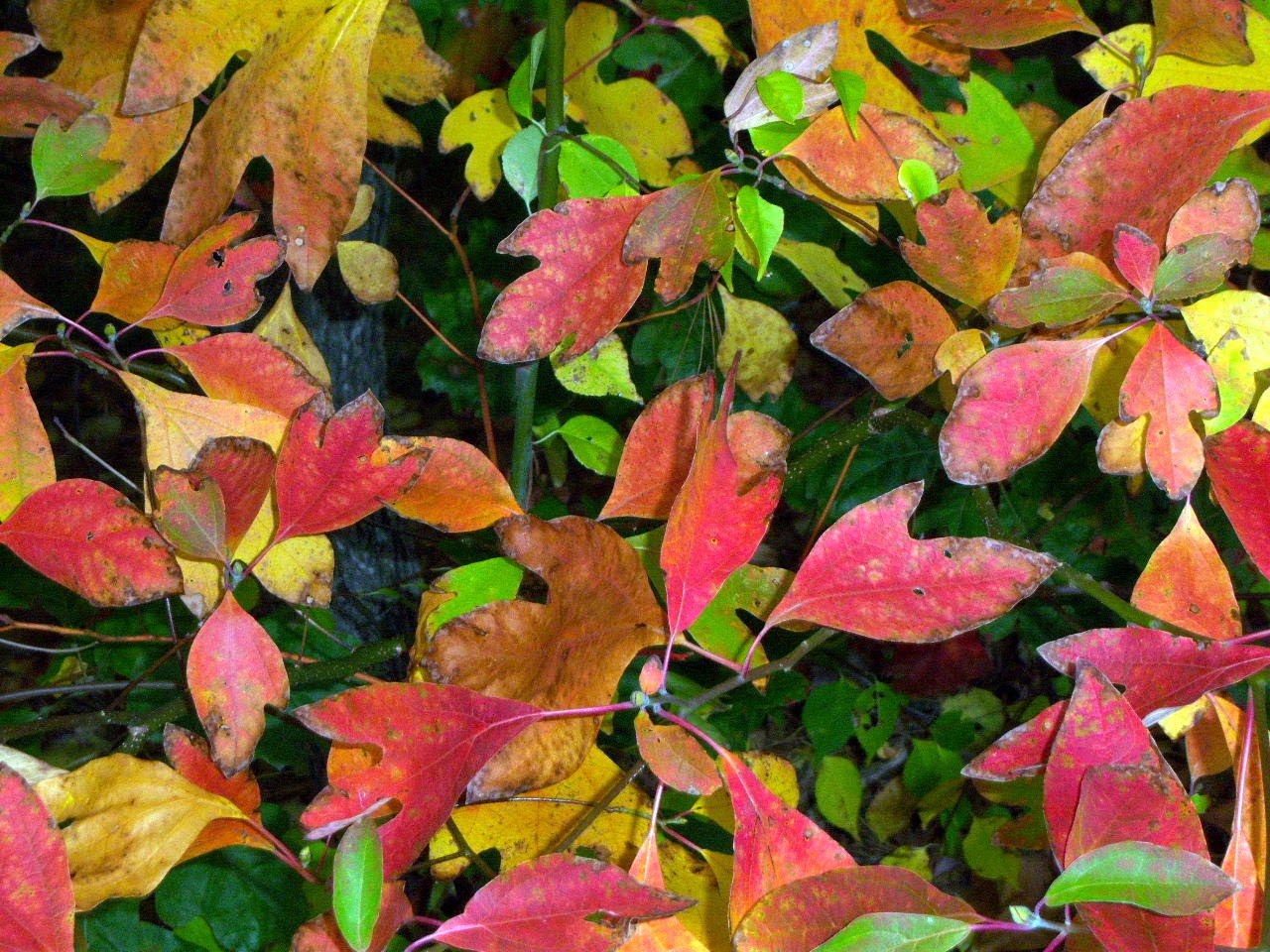 Sassafras and History Centuries of Uses. Restore this plant to broader