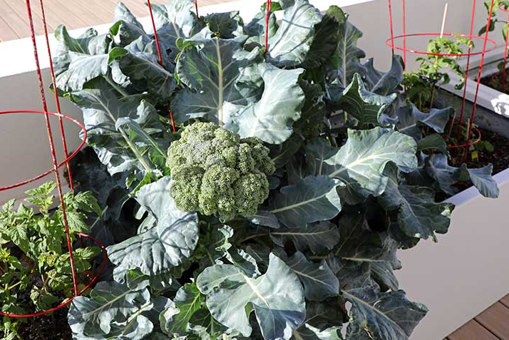 Cara Menanam Brokoli Menggunakan Polybag Atau Pot Gen Tani