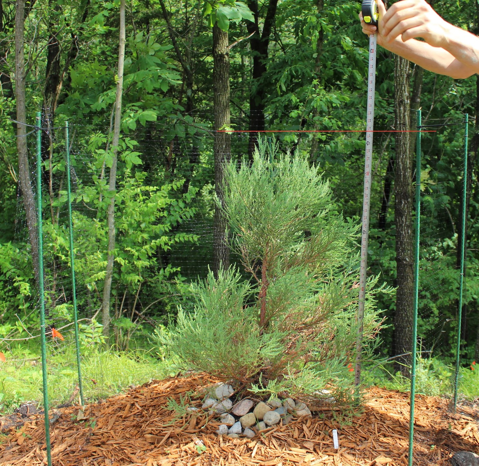 Growing a Sequoia in Zone 5 First results from the Iowa Sequoia Park