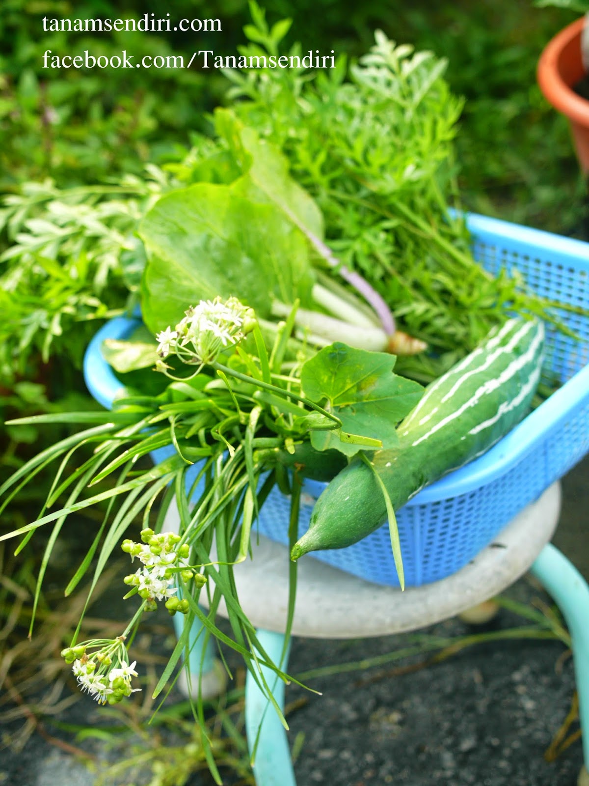 Tanamsendiricom Grow Your Own Oktober 2014