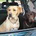 12 Reasons Why Labradors Make Your Life More Awesome