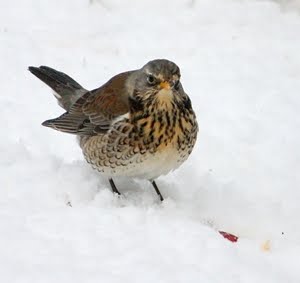 Fieldfare