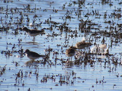 least sandpipers