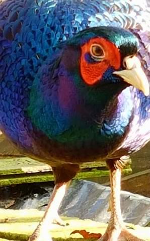 Beth Haslam - Author of the Fat Dogs and French Estates series ...