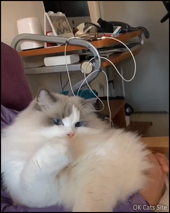 Funny cat GIF • Amazing COVID trick! From face mask to blue cat hat, haha, well done kitty! Funny cat GIF • Amazing COVID trick! From face mask to blue cat hat, haha, well done kitty!