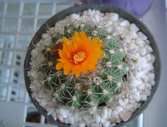 25 Trendy Types Of Succulents You Should Know About 25 Trendy Types Of Succulents You Should Know About