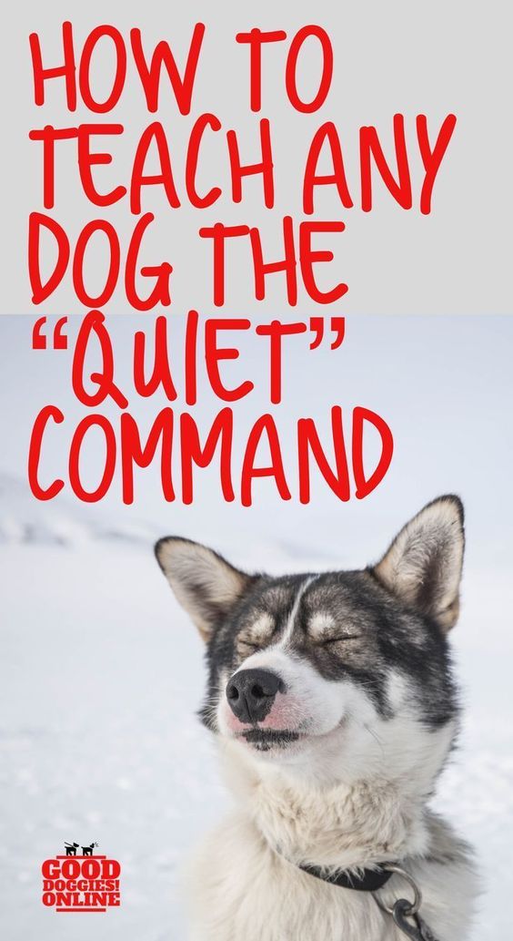 Lovely Dog how to teach any dog the quiet command