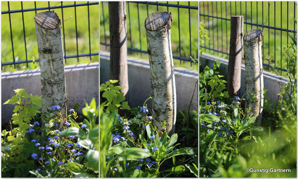 Günstig gärtnern Birkenschmuddel