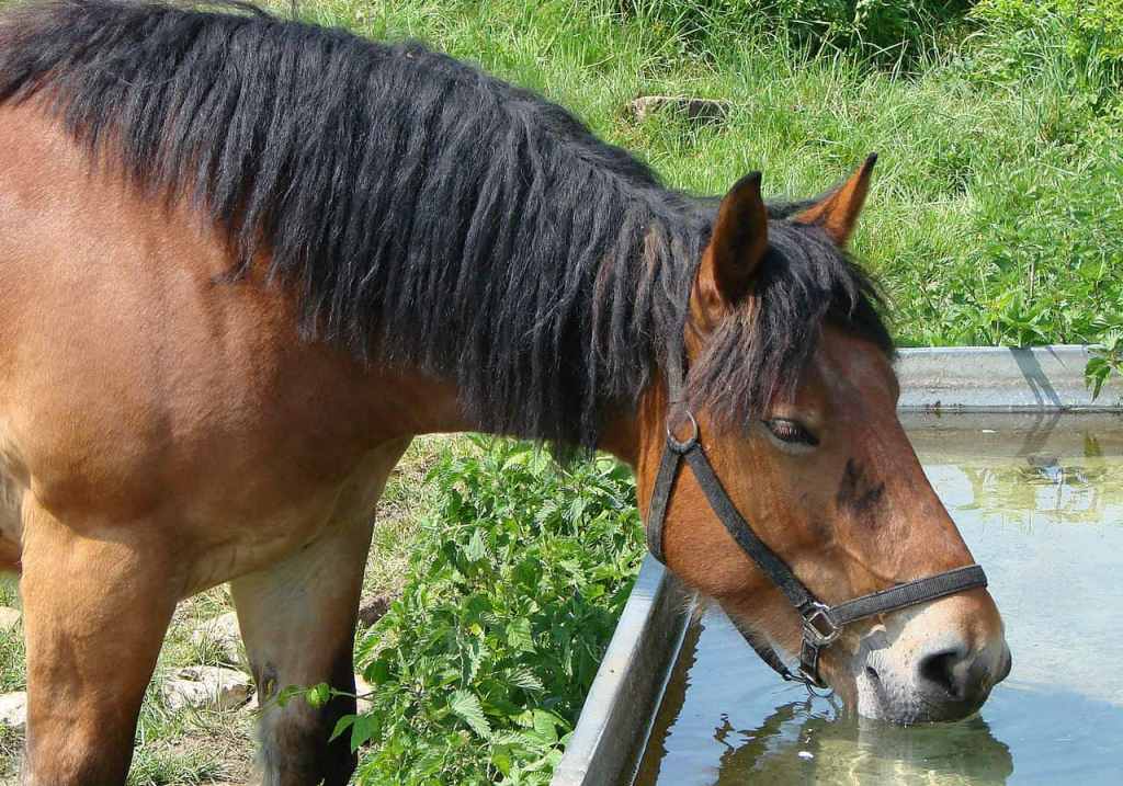 A Horse S Habitat In The Wild Vs Domestic Situations