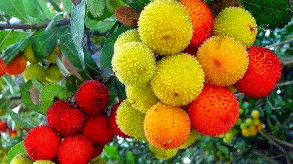 Buah yang Dimulai dari Huruf H dan Manfaatnya untuk Kesehatan