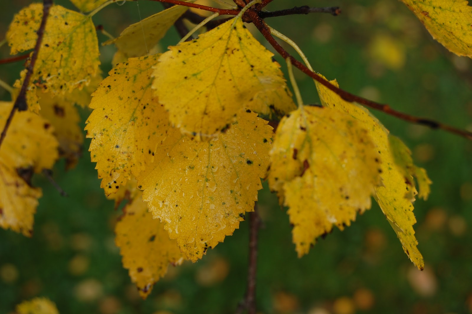 Svanå trädgård: Augusti
