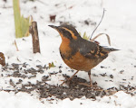 Varied Thrush Sighting Near Paramount Park