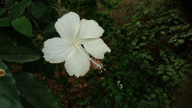 Beautiful White Hibiscus background