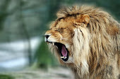 be my lion queen