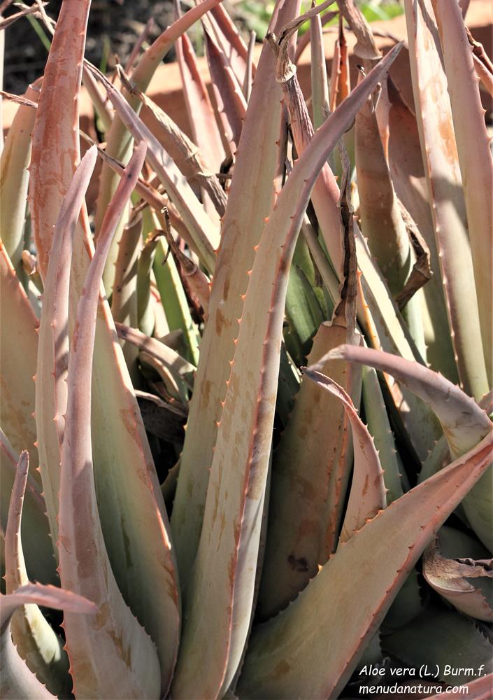 Menuda Natura Aloe vera (L.) Burm.f.
