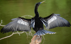 anhinga spread wings wing posture anhingas dry sun feathers feather sit even warm close closeups