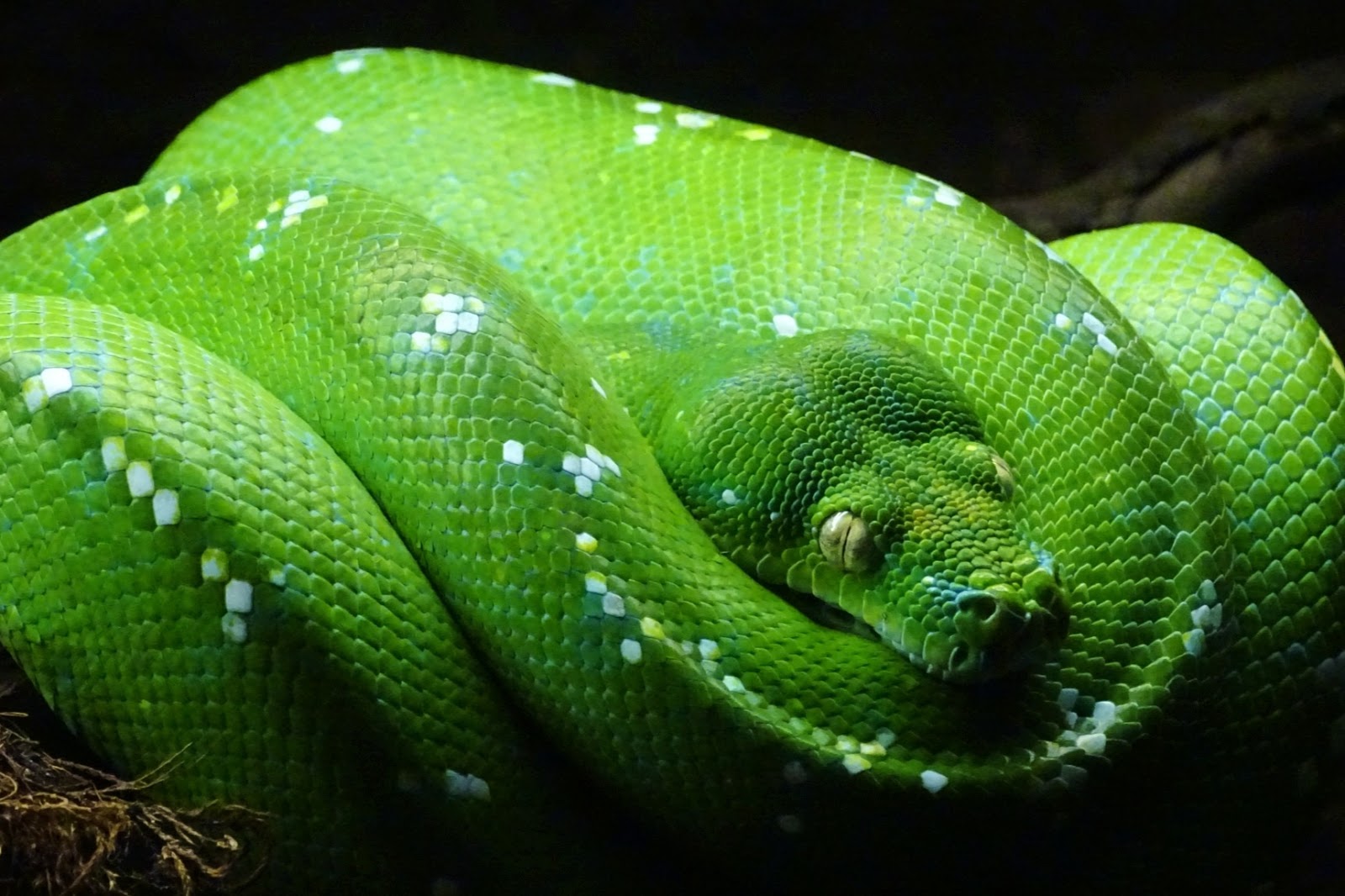 SERPIENTES DE TODO EL MUNDO BOAS Y PITONES